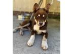 Adopt BROWNIE a Siberian Husky