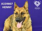 Adopt HENNY a German Shepherd Dog, Mixed Breed