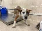 Adopt Dog a Australian Cattle Dog / Blue Heeler