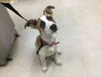 Adopt Dog a Parson Russell Terrier