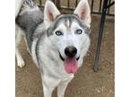 Adopt Dog a Siberian Husky