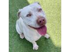 Adopt Coconut a Pit Bull Terrier