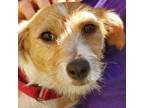 Adopt Mimi a Mixed Breed