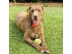 Adopt Charlie a Terrier, Chocolate Labrador Retriever