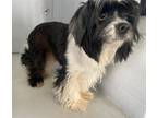 Adopt MIA a Shih Tzu, Mixed Breed