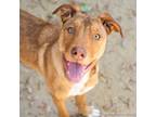 Adopt MOCHACCINO a Pit Bull Terrier