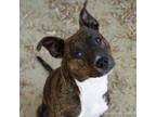 Adopt SQUIRMY WORMY a Pit Bull Terrier