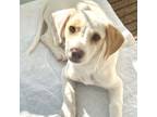 Adopt JoJo a Dachshund, Beagle