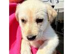 Adopt Angie a Yellow Labrador Retriever, Golden Retriever