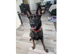 Adopt BECKY a German Shepherd Dog, Belgian Shepherd / Malinois