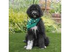 Adopt LULUBELLE a Standard Poodle