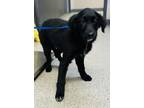 Adopt A237223 a Labrador Retriever, Mixed Breed