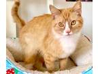 Adopt Fanta a Domestic Short Hair