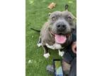 Adopt DARLA a Pit Bull Terrier