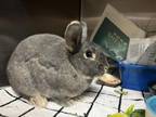Adopt BRIAR a Bunny Rabbit
