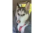 Adopt WAIMEA a Husky