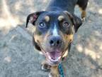 Adopt MAISEY JANE a Pit Bull Terrier, Mixed Breed