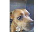 Adopt Rose a Terrier, Mixed Breed