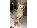 Adopt BUMBLE a Domestic Short Hair