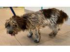 Adopt UNKNOWN a Wirehaired Pointing Griffon, Mixed Breed