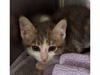 Adopt SNICKERS a Domestic Short Hair