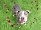 Adopt ARES a Pit Bull Terrier