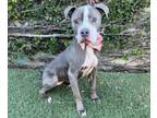 Adopt ARES a Pit Bull Terrier