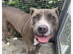 Adopt VALENTINA a Pit Bull Terrier