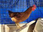 Adopt KATE a Chicken