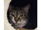 Adopt Tina a Domestic Short Hair