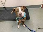 Adopt CHEESE a Pit Bull Terrier