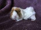 Adopt Dorothea a Guinea Pig