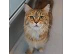 Adopt Janeway a Maine Coon