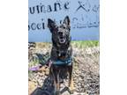 Adopt Kai a Shepherd, Mixed Breed