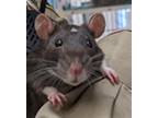 Adopt SAMMIE a Rat
