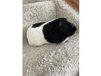 Adopt NATASHA a Guinea Pig