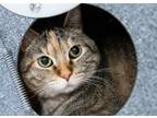 Adopt GINGER a Domestic Short Hair