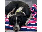 Adopt Smiley a German Shorthaired Pointer, Border Collie