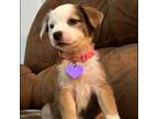 Adopt Mirrhi a Australian Shepherd, Mixed Breed