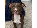 Adopt Blaze a Pit Bull Terrier, Mixed Breed