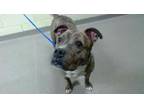 Adopt BELLINI a Boxer, Pit Bull Terrier