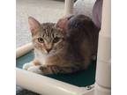 Adopt Summer Houston a Domestic Short Hair