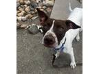 Adopt Monkey a Pointer