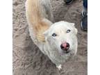 Adopt Fayette a Husky