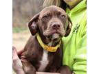 Adopt CT Gisele a Chocolate Labrador Retriever