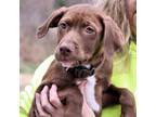 Adopt CT Mia (in Foster) a Chocolate Labrador Retriever