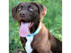 Adopt CT Suki a Chocolate Labrador Retriever