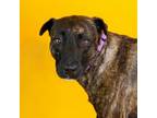 Adopt Lucky Clover a Plott Hound