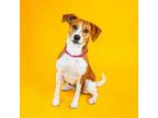 Adopt Tiva a Beagle