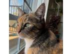 Adopt Monica a Domestic Short Hair